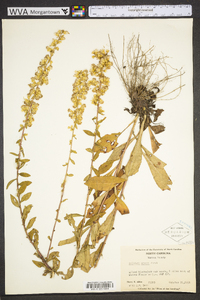 Solidago erecta image