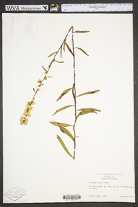 Solidago erecta image