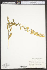 Solidago erecta image