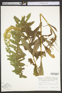 Solidago fistulosa image