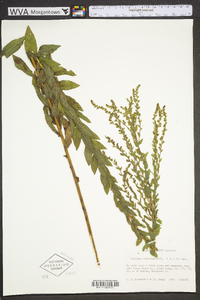 Solidago fistulosa image