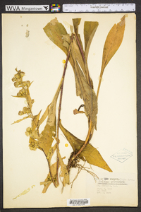 Solidago glomerata image