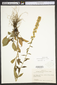 Solidago hispida image