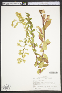 Solidago hispida image