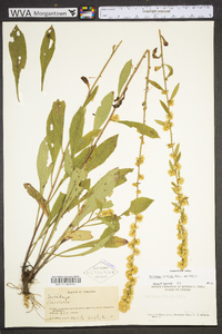 Solidago hispida image