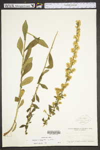 Solidago hispida image