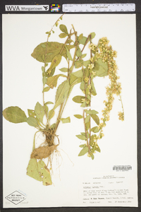 Solidago hispida image