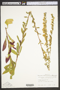 Solidago petiolaris image