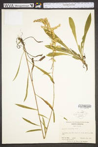 Solidago pinetorum image