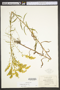 Solidago pinetorum image