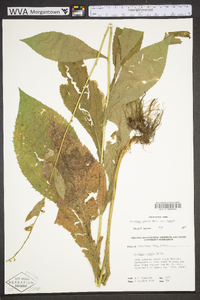 Solidago patula image