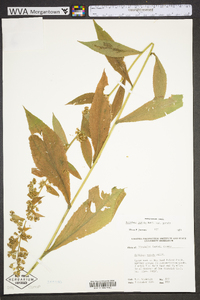 Solidago patula image