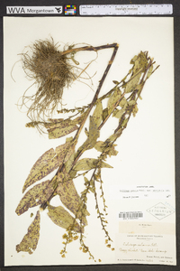 Solidago patula image