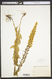 Solidago puberula image