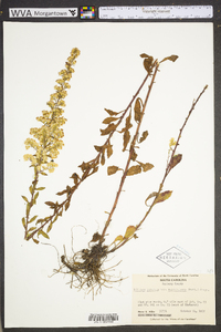 Solidago puberula image