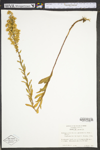 Solidago puberula image