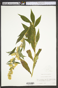 Solidago roanensis image