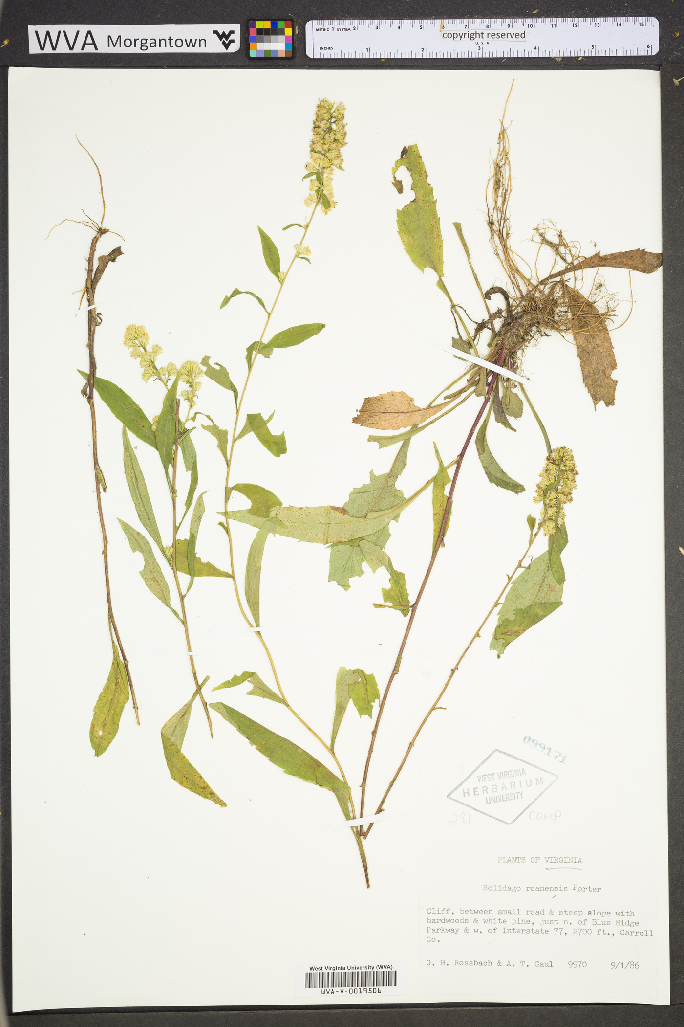 Solidago roanensis image