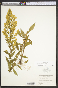 Solidago roanensis image