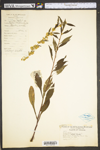 Solidago roanensis image