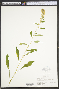 Solidago roanensis image