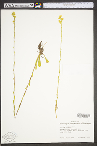 Solidago stricta image