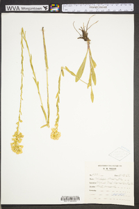 Solidago stricta image