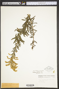 Solidago tortifolia image