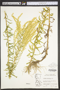 Solidago tortifolia image