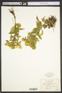 Solidago sphacelata image