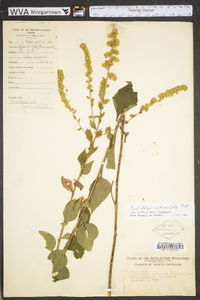 Solidago sphacelata image