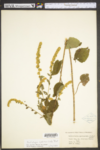 Solidago sphacelata image