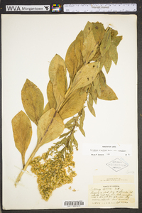 Solidago speciosa image