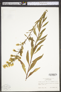 Solidago speciosa image