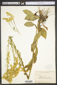 Solidago verna image