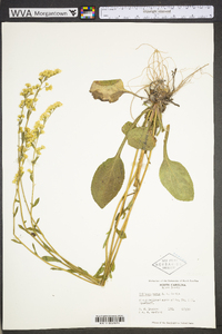 Solidago verna image