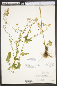 Symphyotrichum drummondii image