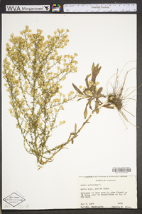 Symphyotrichum ericoides image