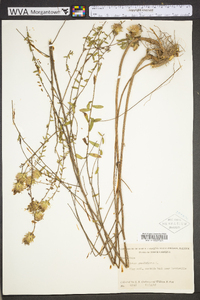 Symphyotrichum grandiflorum image