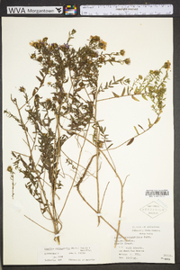 Symphyotrichum oblongifolium image