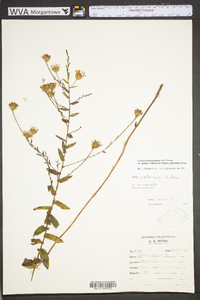 Symphyotrichum patens image