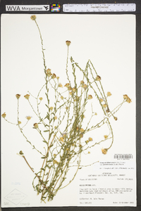 Symphyotrichum patens image