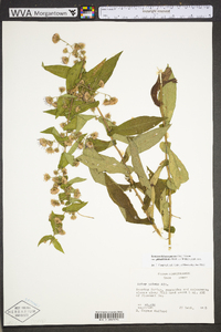 Symphyotrichum phlogifolium image