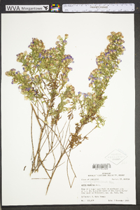 Symphyotrichum praealtum image