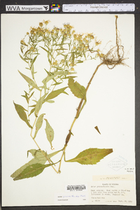 Symphyotrichum prenanthoides image