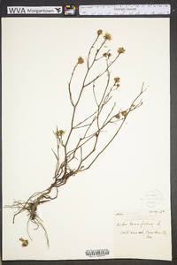 Symphyotrichum tenuifolium image