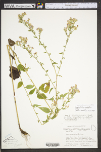 Symphyotrichum urophyllum image