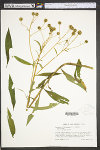 Verbesina alternifolia image