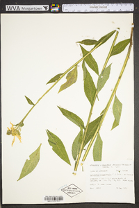 Verbesina alternifolia image