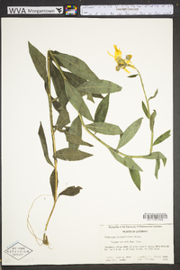 Verbesina helianthoides image